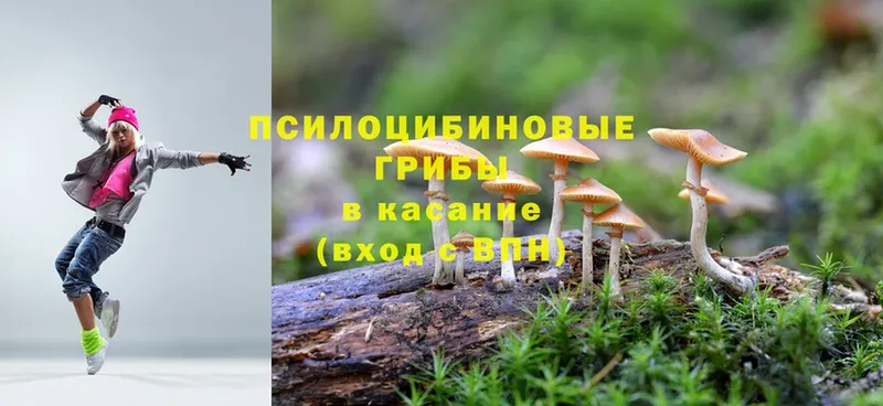 Галлюциногенные грибы Psilocybe  хочу наркоту  Бокситогорск 